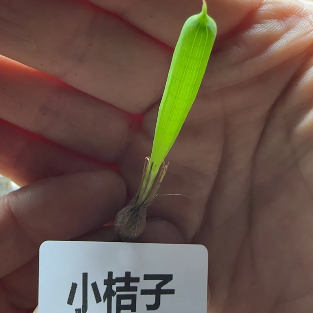 【闪购商品】4465