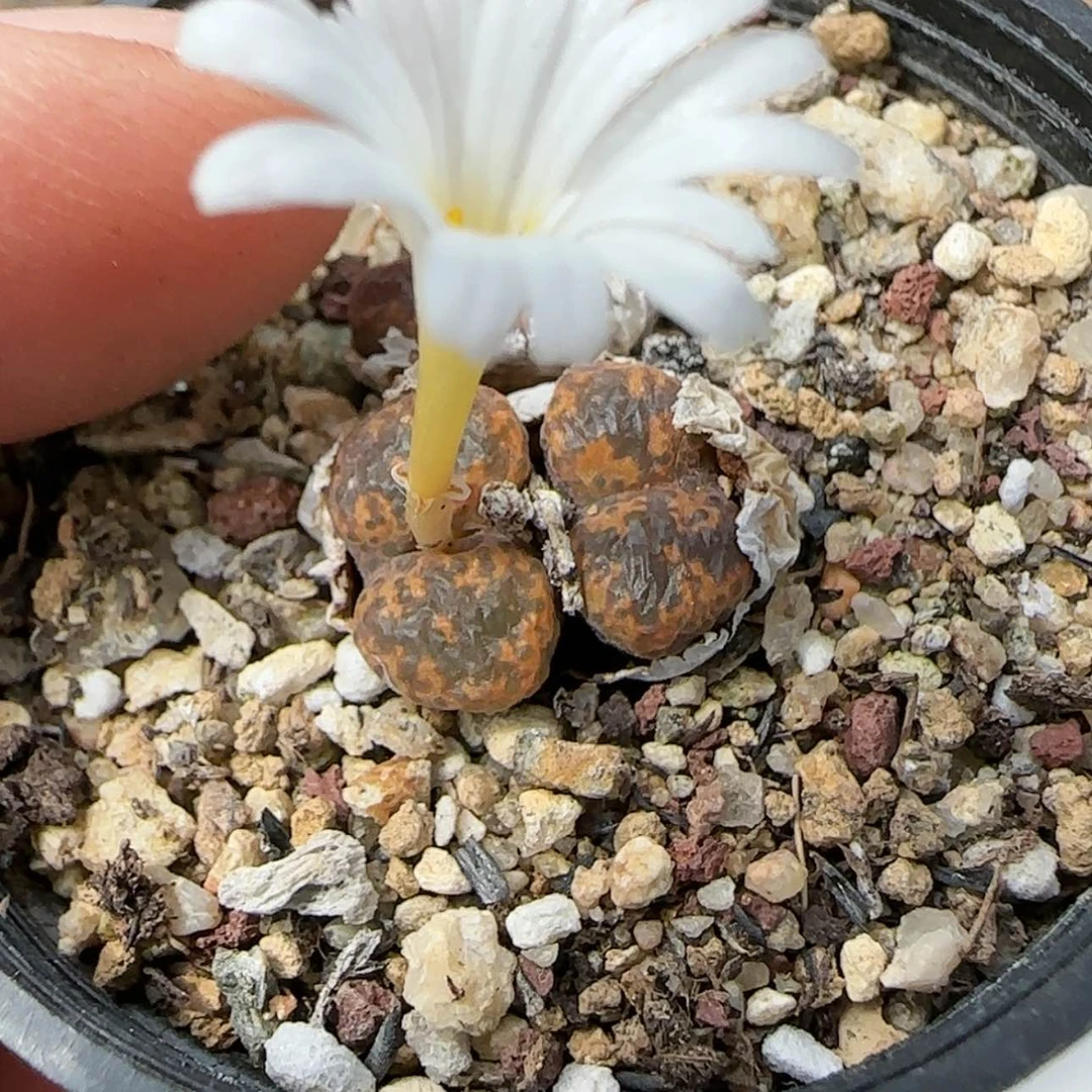 【闪购商品】小***r0476