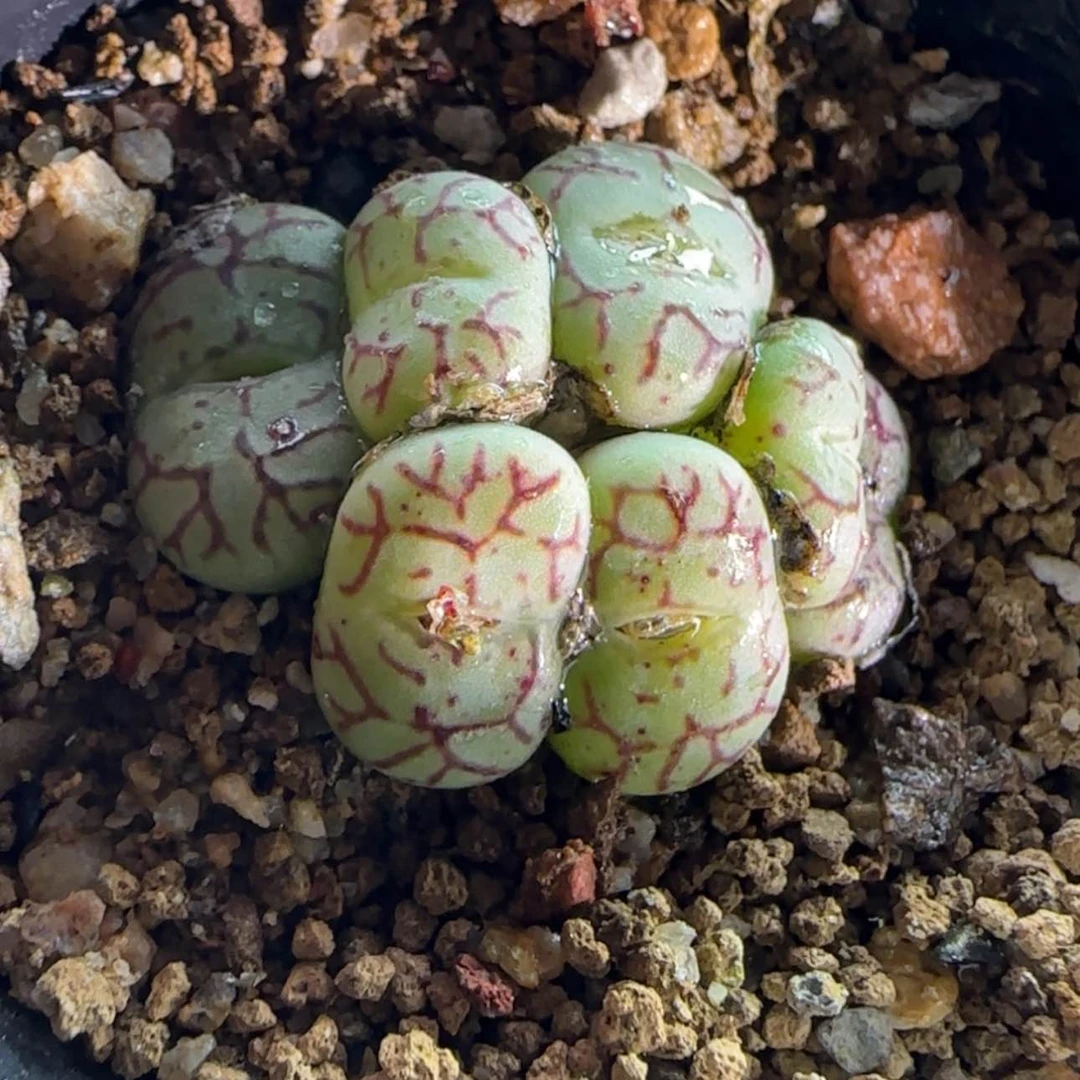 【闪购商品】爱***容5492