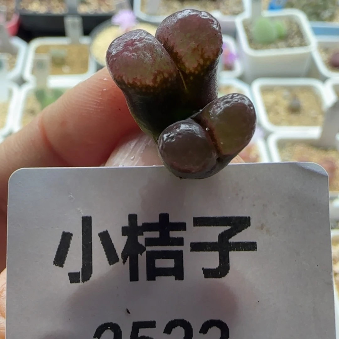 【闪购商品】i*包3522