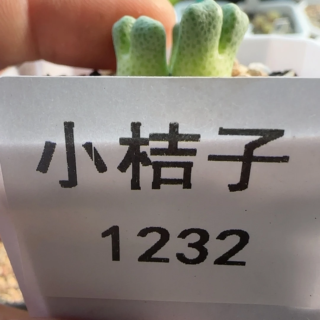 【闪购商品】远*1232