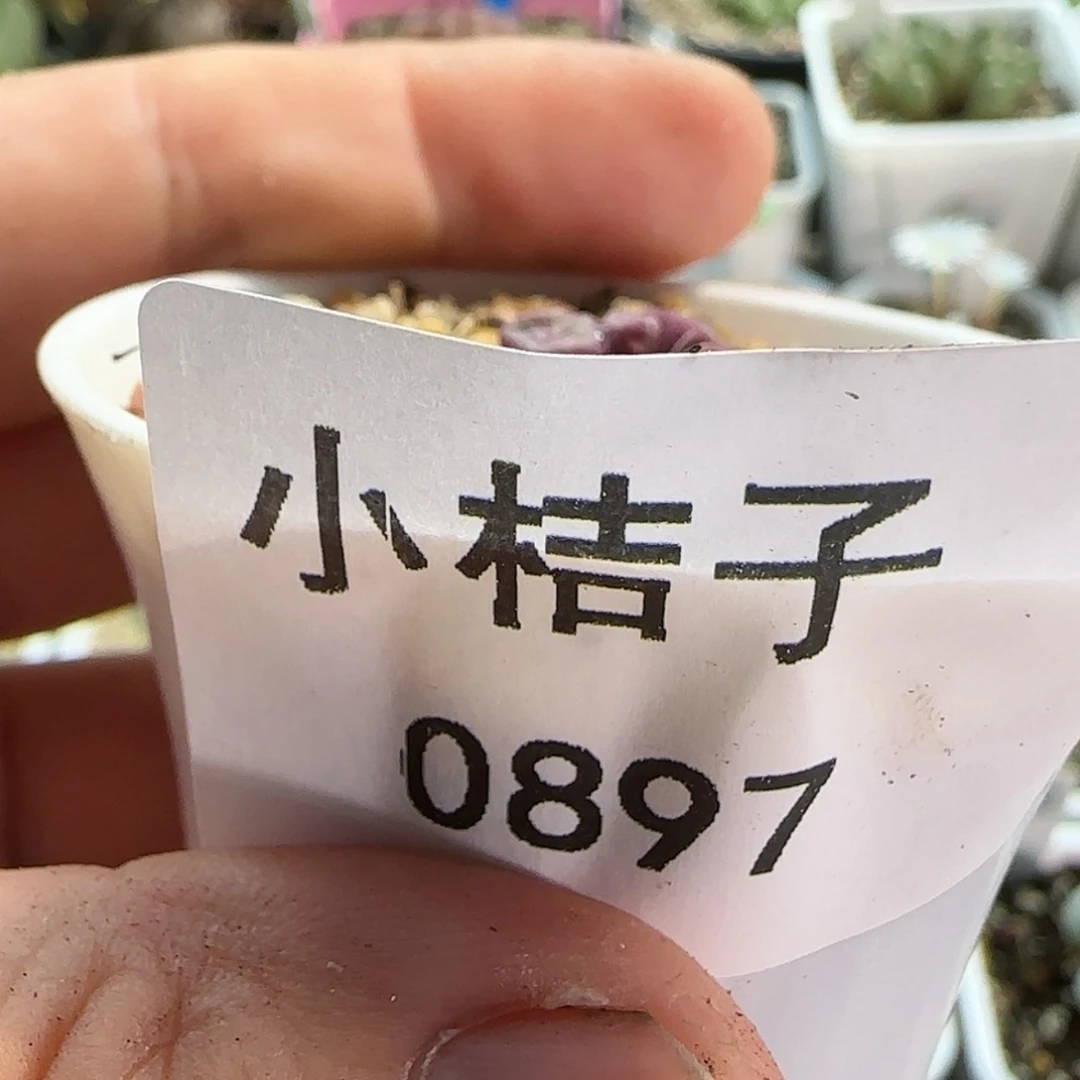 【闪购商品】王***?0897