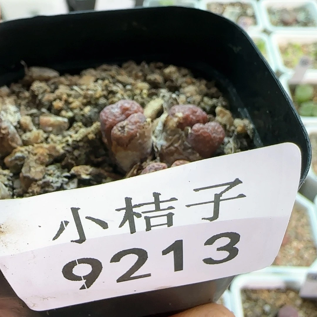 【闪购商品】薇****i9213。