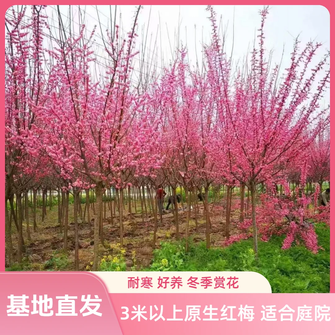 【正月开花】精品原生红梅花树总高3米室外耐寒冬季庭院包活 包开花