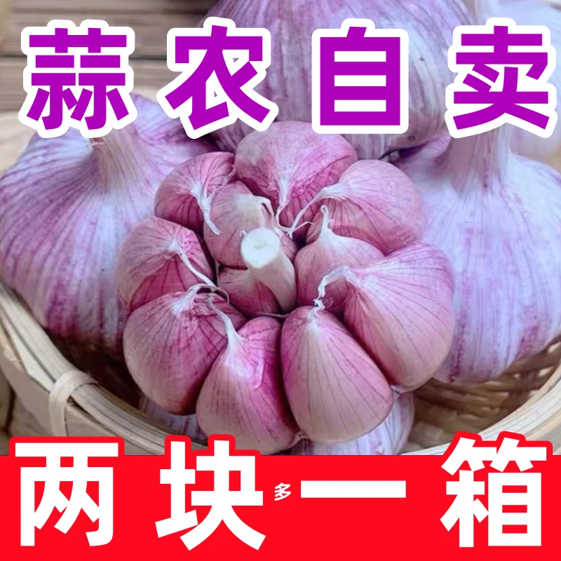 【价格吓人】正宗紫皮大蒜头干蒜5斤新晒干大蒜头批发新干蒜农家整