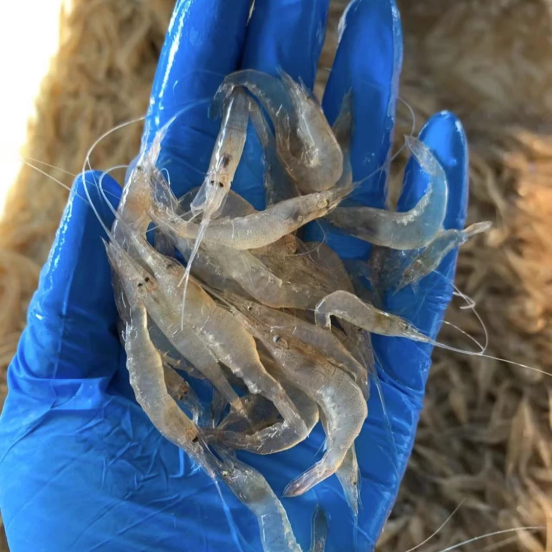 野生海白虾可白灼红烧