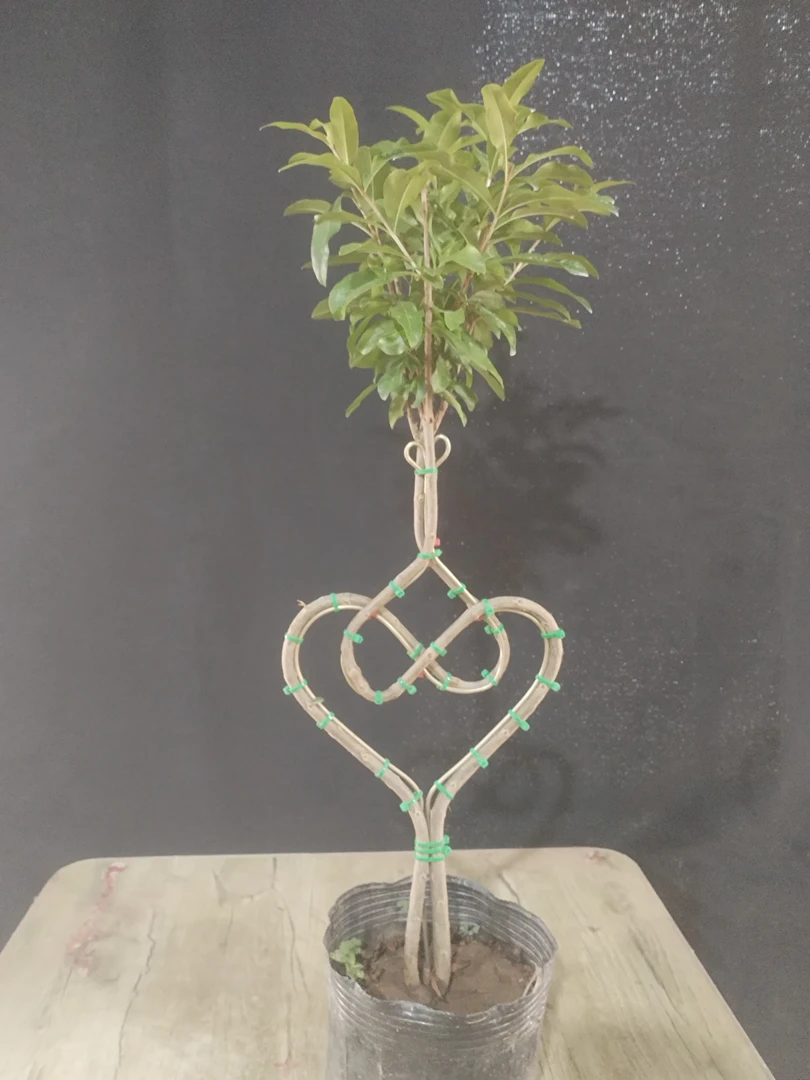 各种矮化观赏造型盆景