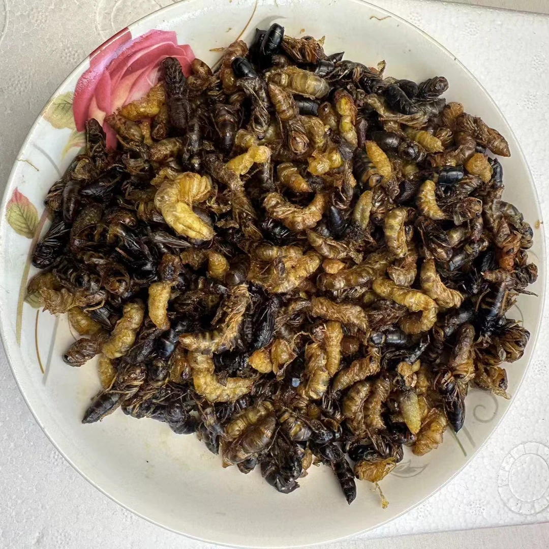 树蜂2-4 级油榨蜂蛹