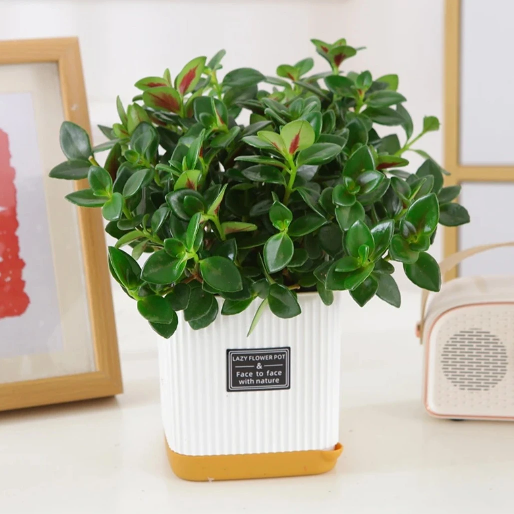 金鱼吊兰盆栽室内北欧绿植去异味办公桌书房植物好养绿植花卉