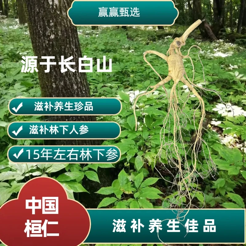 东北长白山林下参15年左右人参泡酒滋补珍品食用养生佳品
