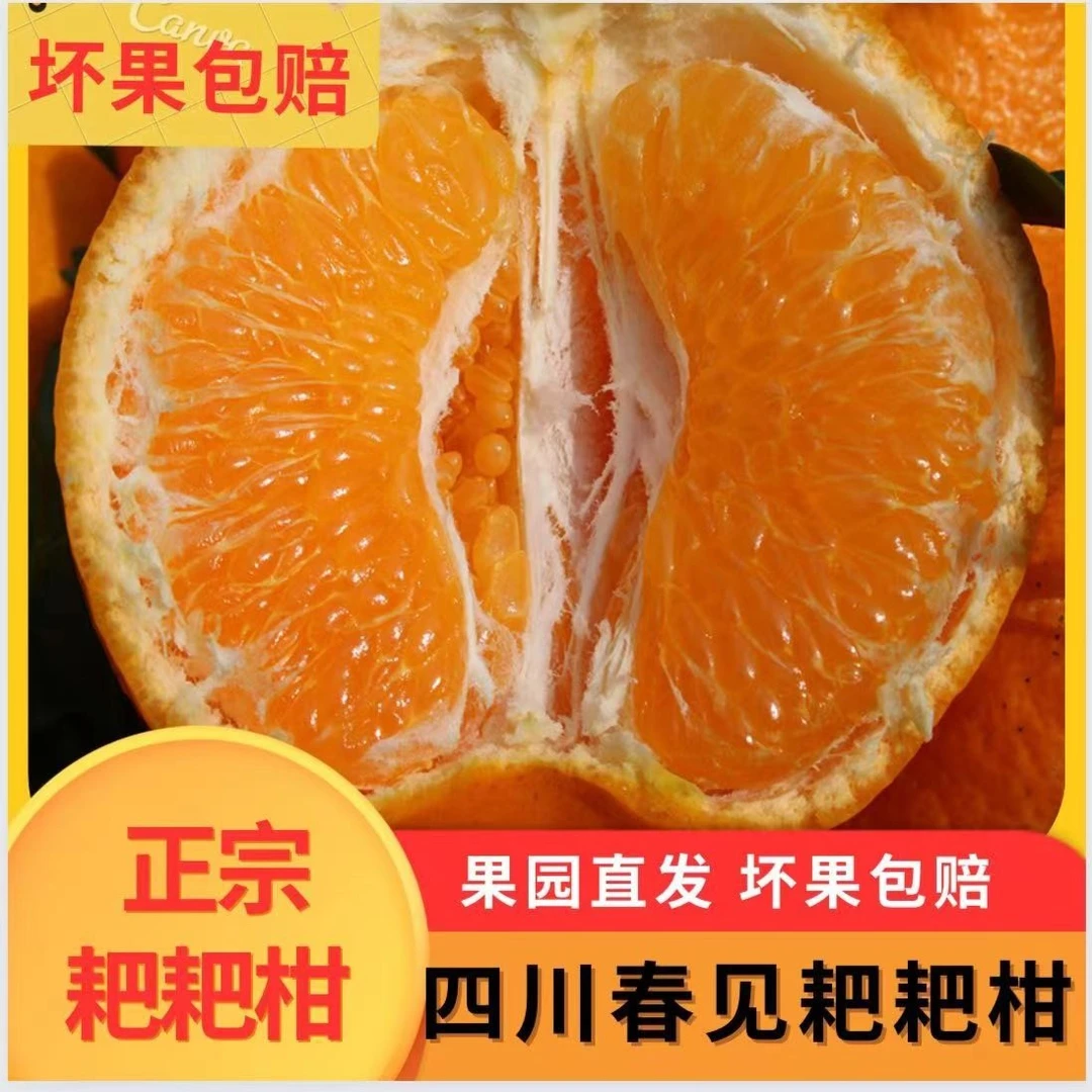 正宗四川耙耙柑春见产地直销直播橘子坏果包赔剥皮爆汁丑橘粑粑柑