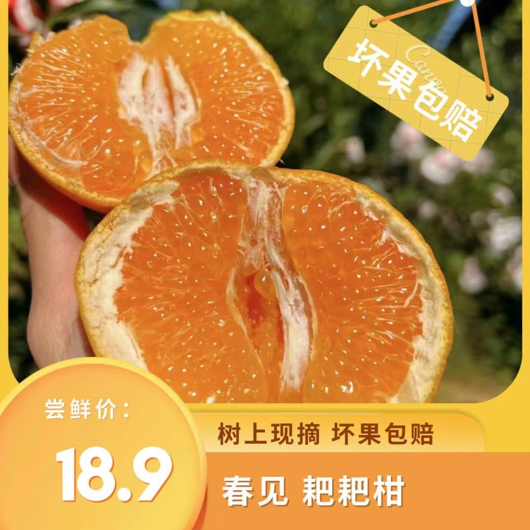 四川春见耙耙柑丑橘新鲜水果应季产地直销直播包邮春见正宗粑粑柑