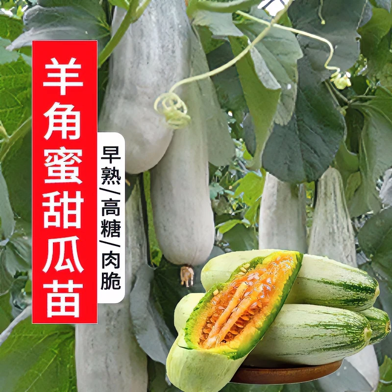 羊角蜜甜瓜苗冰糖甜瓜瓜苗超甜薄皮早熟甜瓜种子冰糖子香瓜苗盆栽