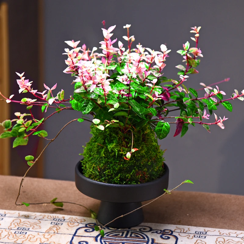 意境-花叶络石盆景新中式室内好养桌面摆件绿植花卉盆栽鲜活自然
