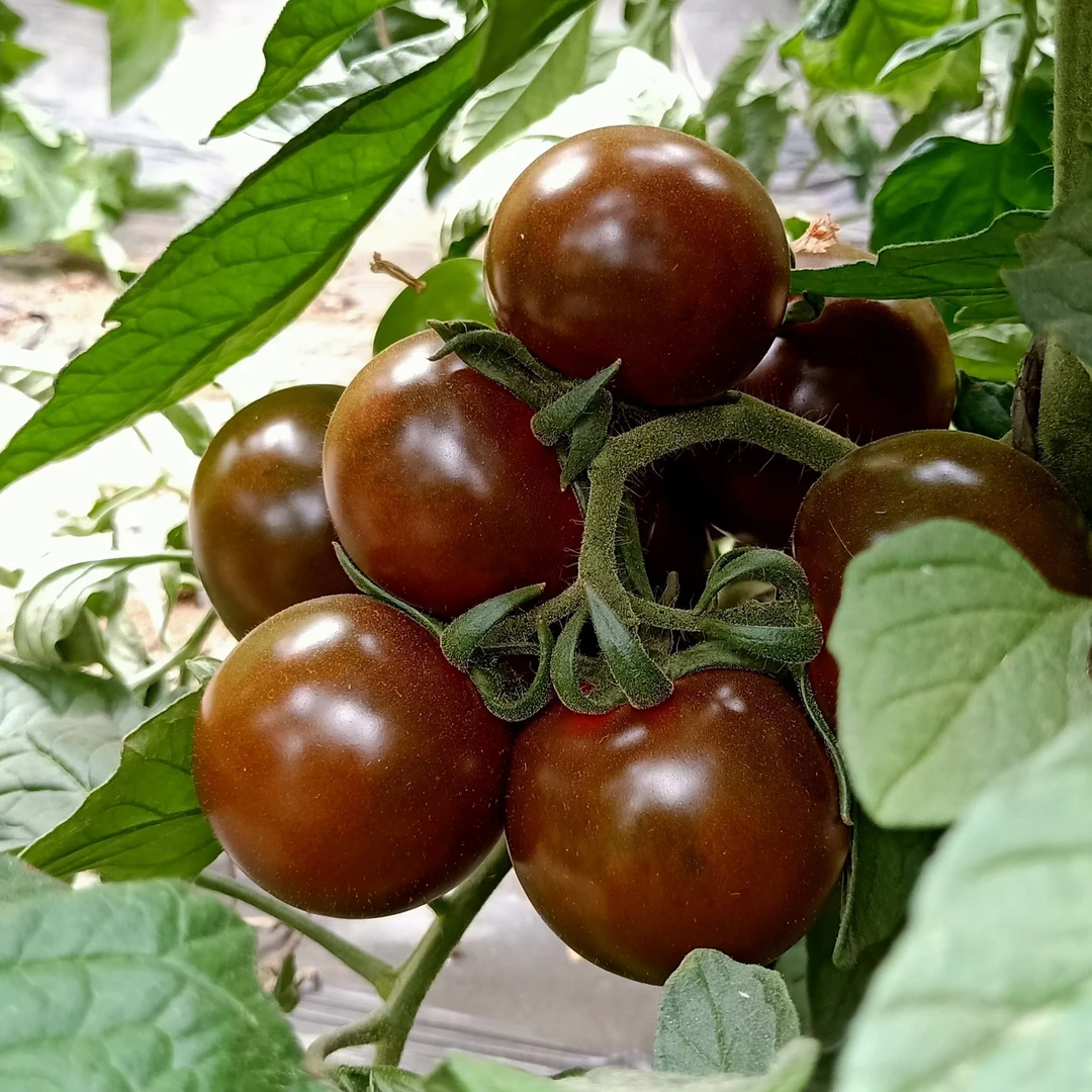 巴盟黑金刚水果西红柿5斤