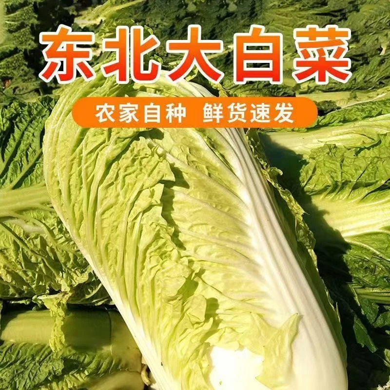 东北地产露天自种农家大白菜  包心大白菜