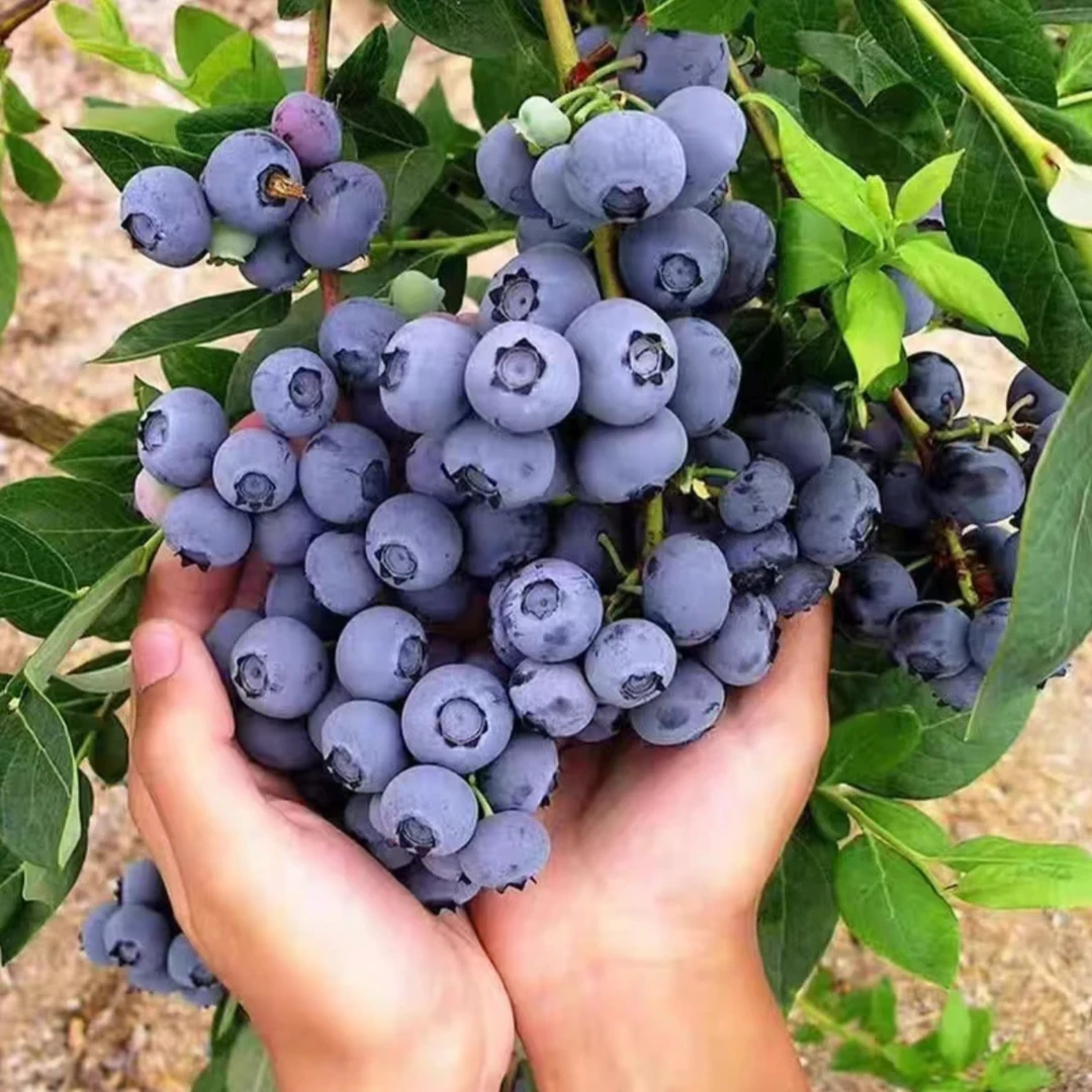 29.9【2棵装】蓝莓树果苗南北方种植特大室外四季地栽阳台盆栽种植
