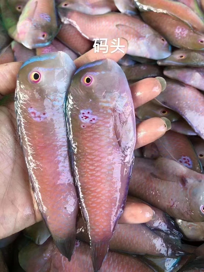 海鲜头家海产品中马头海鱼
