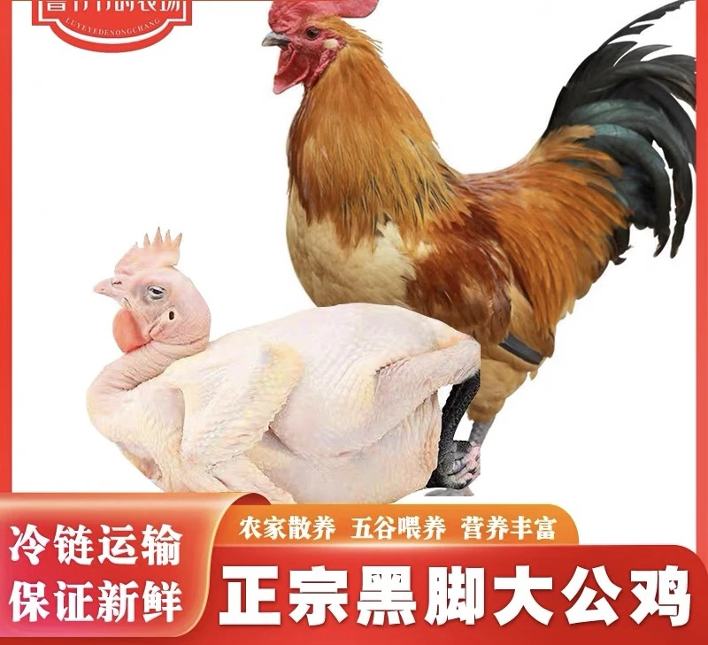 新鲜大鸡冠黑脚大整只大公鸡，顺丰包邮