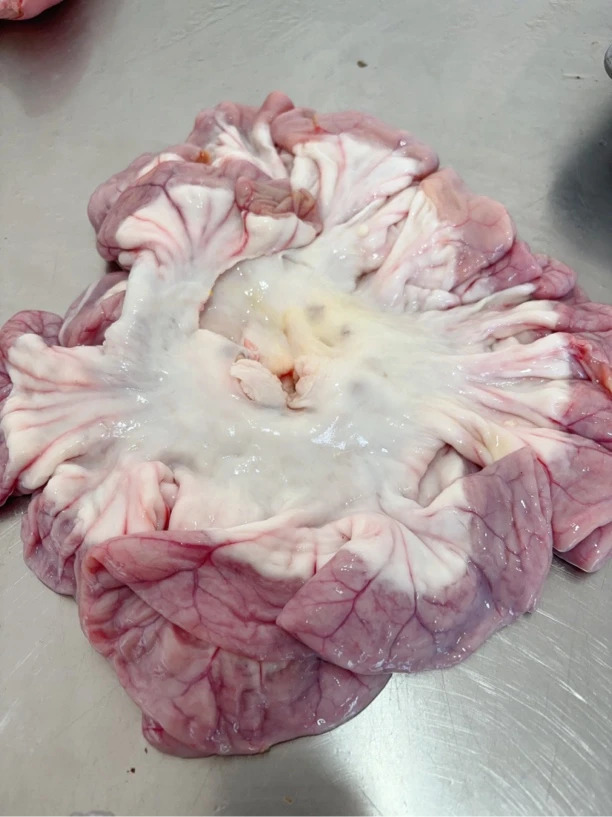 东北土猪笨新鲜猪小肠，带油和不带油可选择