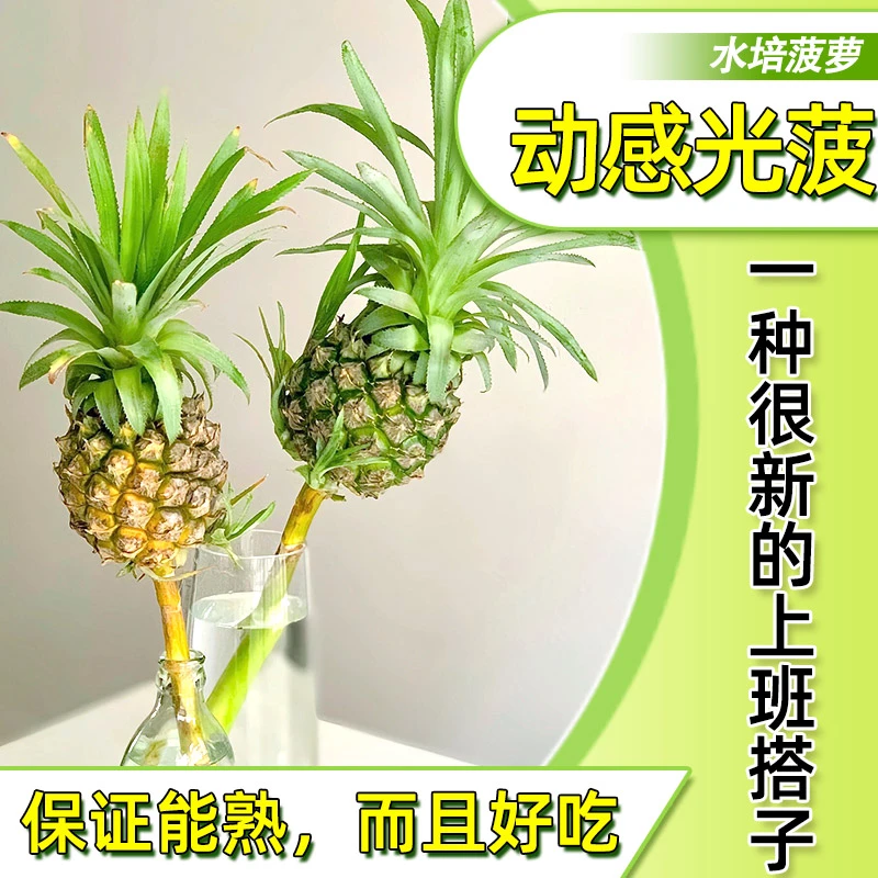 【动感光菠】水培菠萝 种凤梨办公室绿植工位好物盆栽波萝 可食用