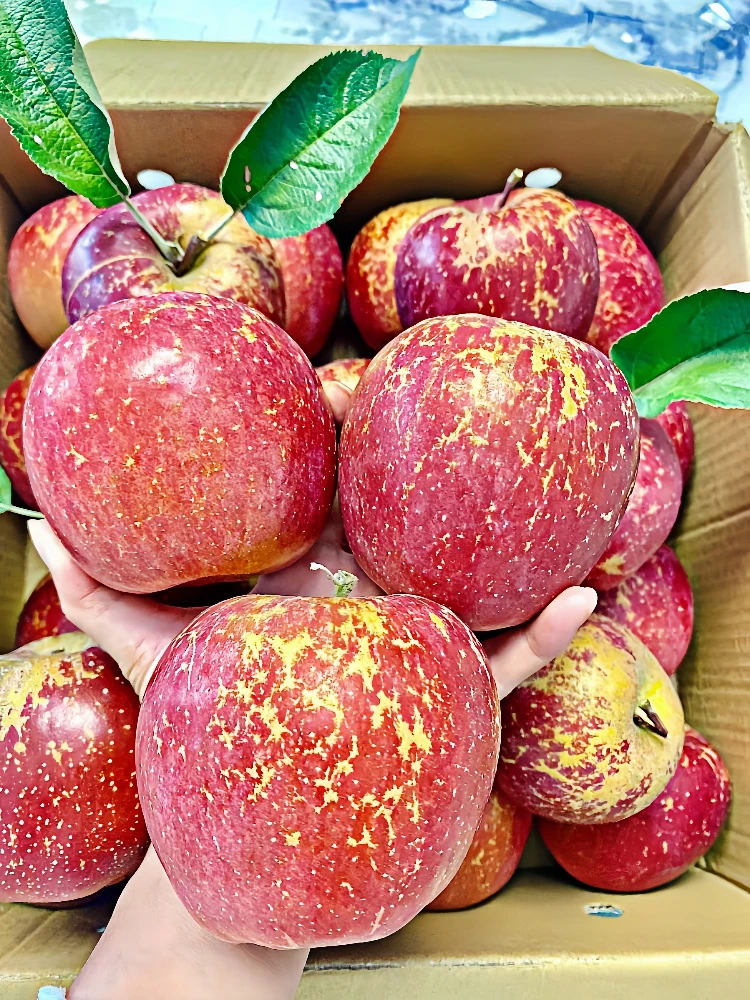 昭通精选农家新鲜苹果冰糖心自然营养脆甜多汁5斤重量包邮水果