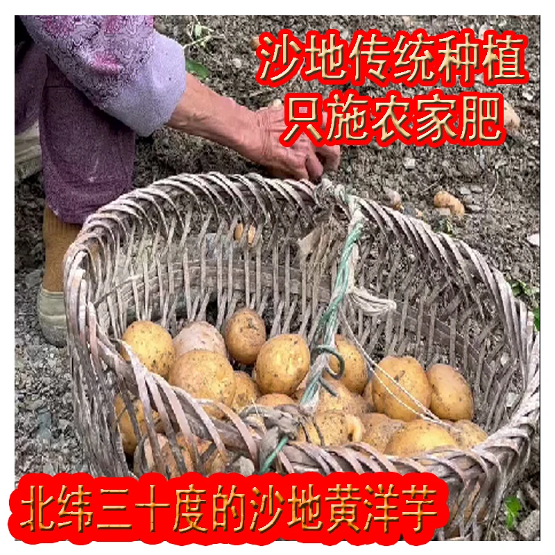 马铃薯山地洋芋高山土豆农家肥培育新挖带泥发货净重5斤食用