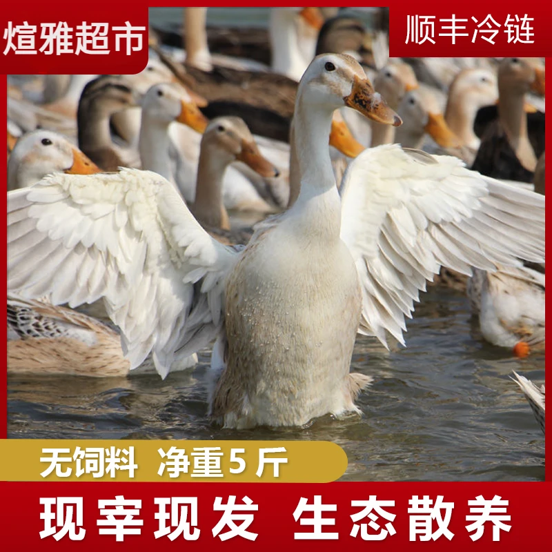 【粉丝福利】3年老土鸭子5斤散养土鸭农家水养鸭水鸭净膛营养鸭肉
