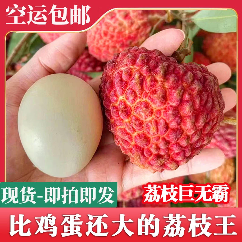 【现货 即拍即发】荔枝王超大甜新鲜现摘空运礼盒肉厚多汁天然鲜嫩