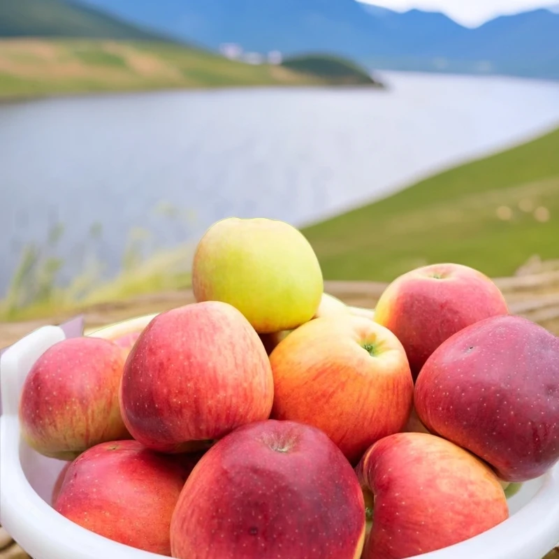 云南高山红露新鲜苹果