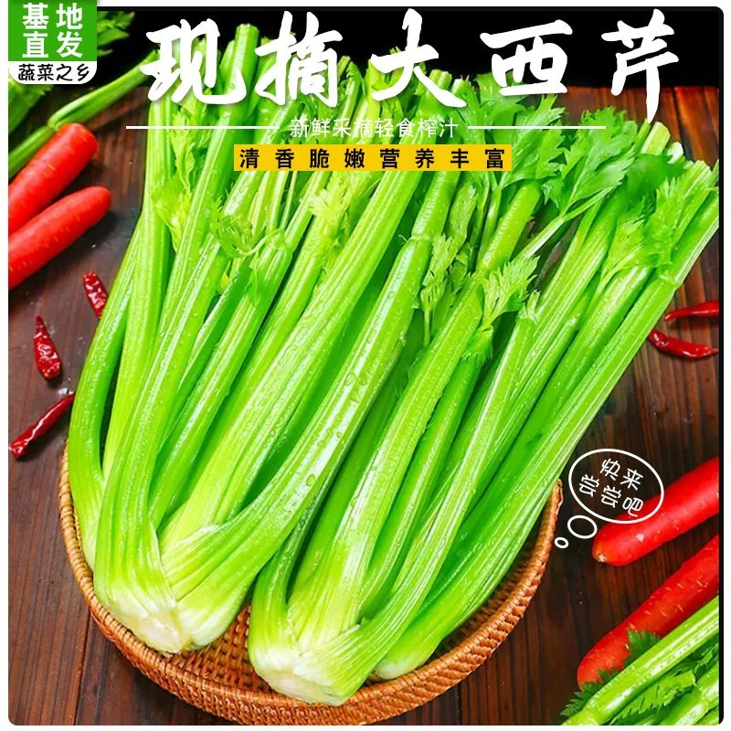 新鲜榨汁西芹农家自种去叶西芹西芹专用榨汁脆嫩多汁可炒可榨汁