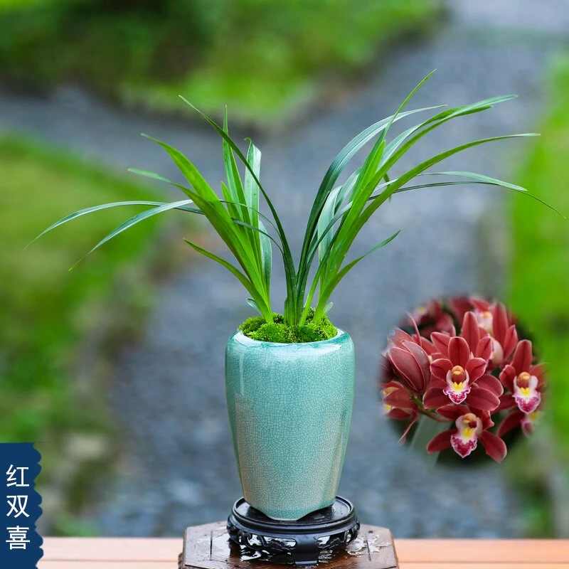 【小红袍】蕙兰花期春节前后观赏绿植花卉不带花苞
