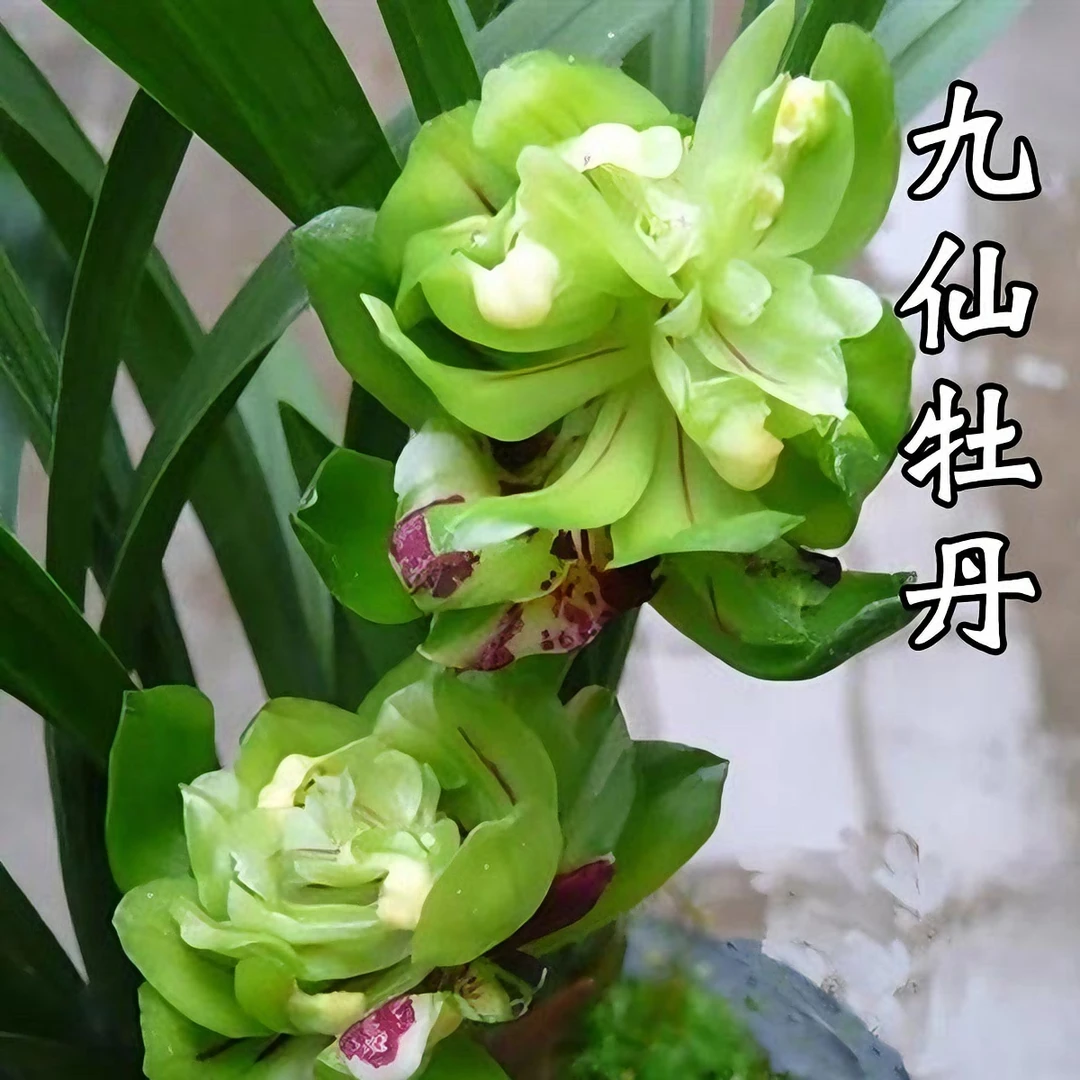 【正版·九仙牡丹】春兰奇花 获得第18届兰博会金奖品种 好养易来花