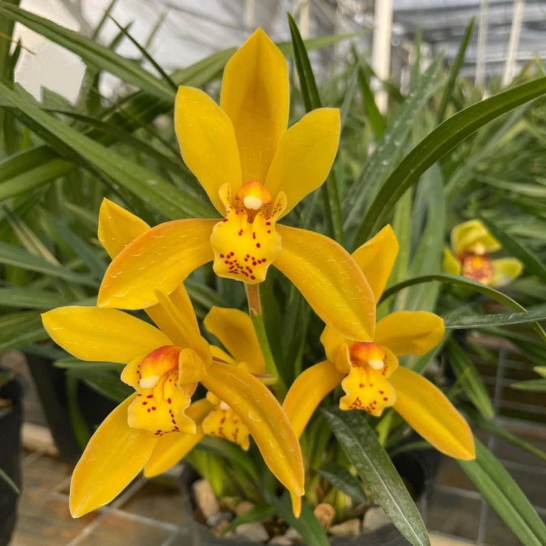 【金公主】蕙兰带瓷盆种好浓香好养花卉绿植盆栽桌面兰