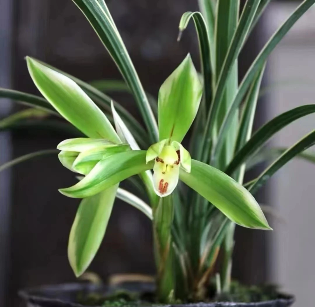 【皎月】浓香型春兰 细叶金边艺草兰花 浓香花卉盆栽绿植