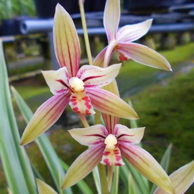 【红香妃】建兰花期6-11月花期长开花浓香