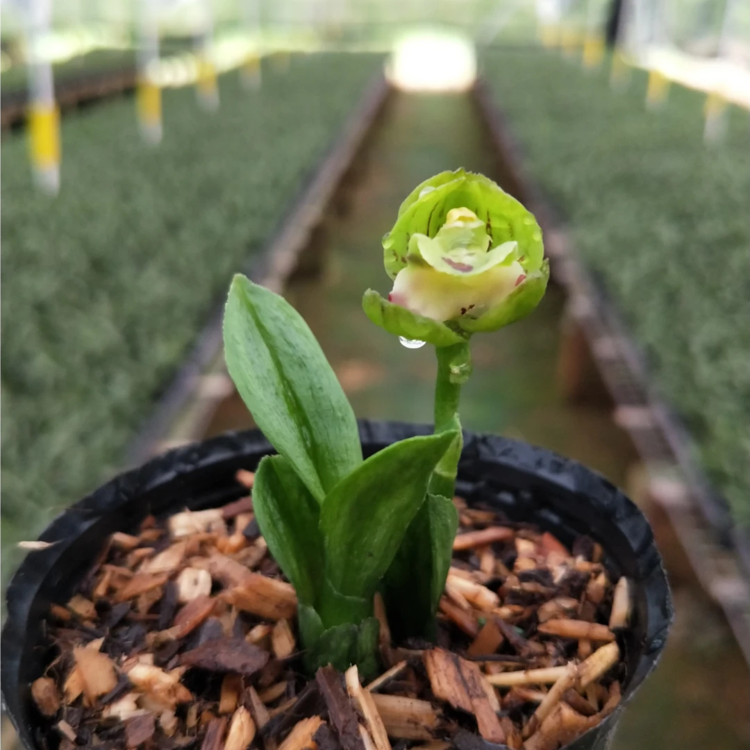 【珍珠龙】矮种高端墨兰 奇叶奇花 珍藏稀有兰花 好养清香