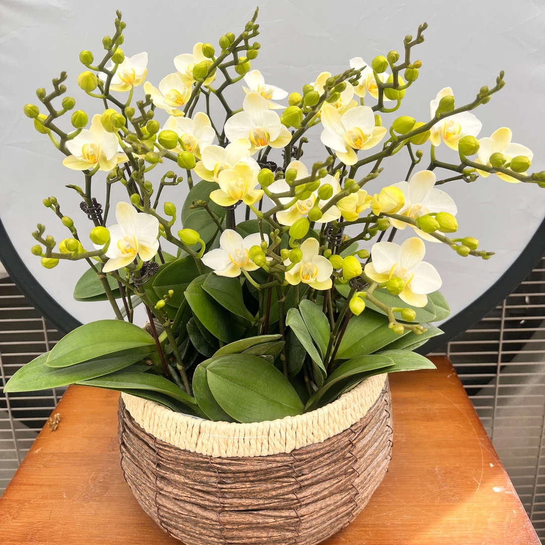 【洛桑】蝴蝶兰花卉绿植美观趣味客厅家里简易办公室养护