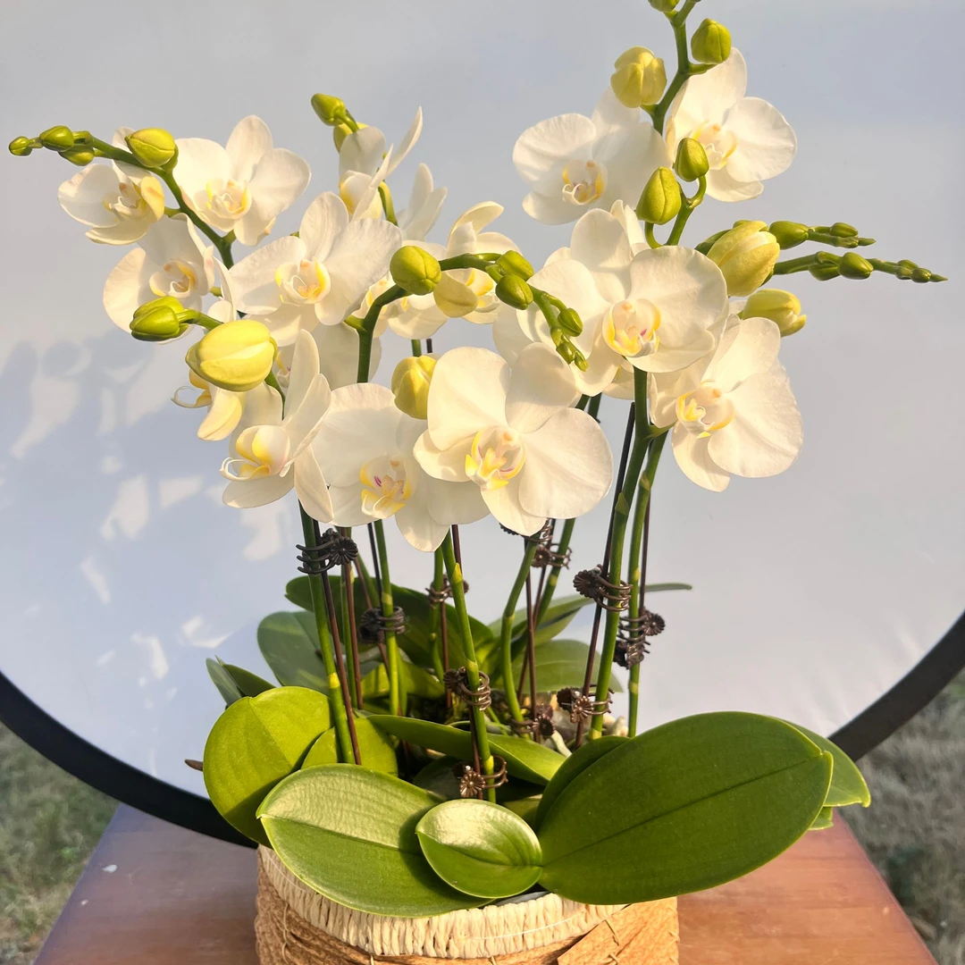 【阿玛】2.8寸杯蝴蝶兰花卉绿植美观趣味办公室前台客