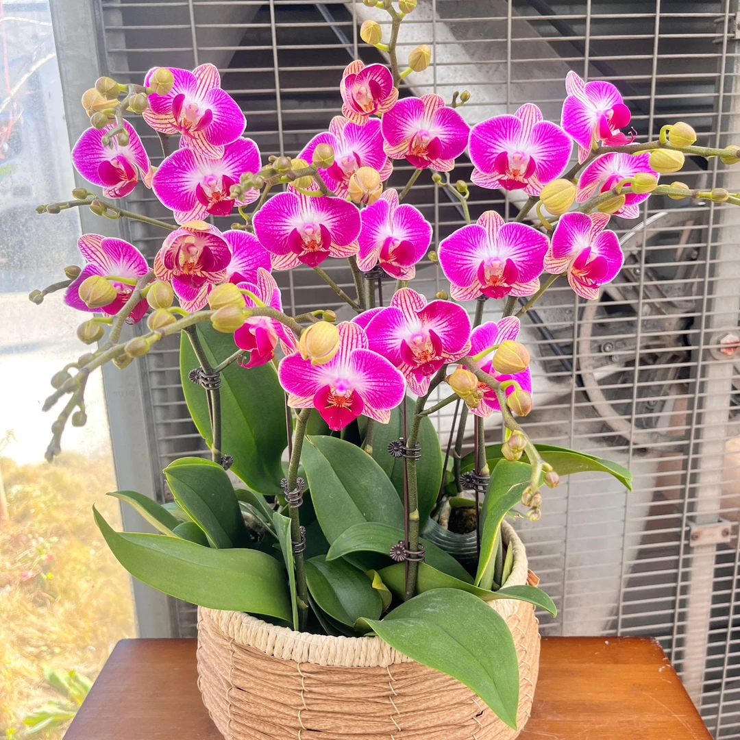 【天堂鸟】蝴蝶兰花卉绿植美观趣味办公室前台客厅春季冬季夏季