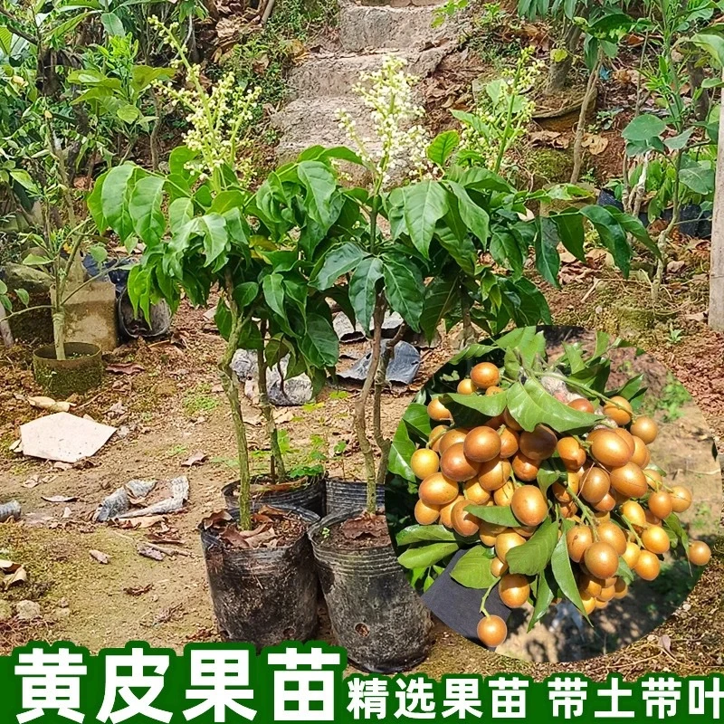 香蜜黑黄皮紫肉黄皮鸡心黄皮冰糖黄皮无核黄皮纯甜黄皮嫁接苗带土
