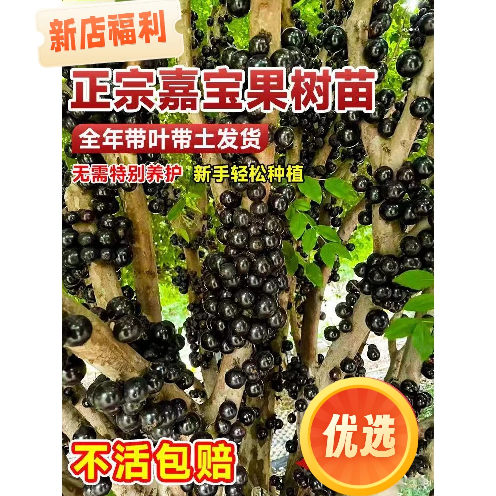 1正宗嘉宝果树苗树葡萄苗树葡萄四季早生嘉宝果南北方可种植结果