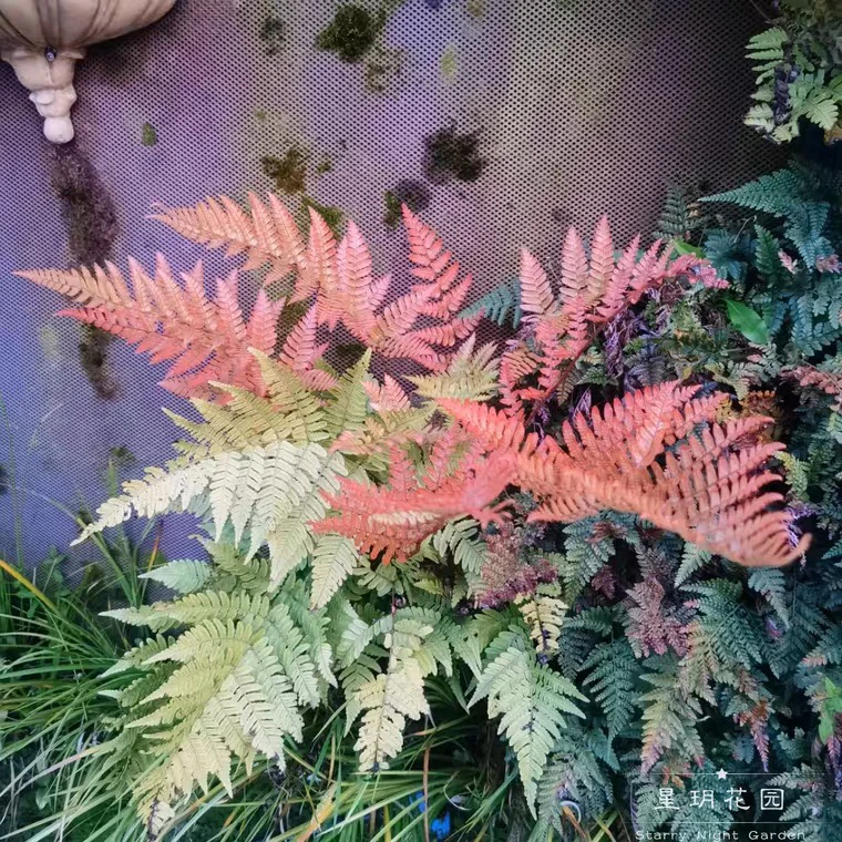彩虹蕨 冬青蕨 花镜植物  庭院花园观叶植物四季长青耐寒花镜植物