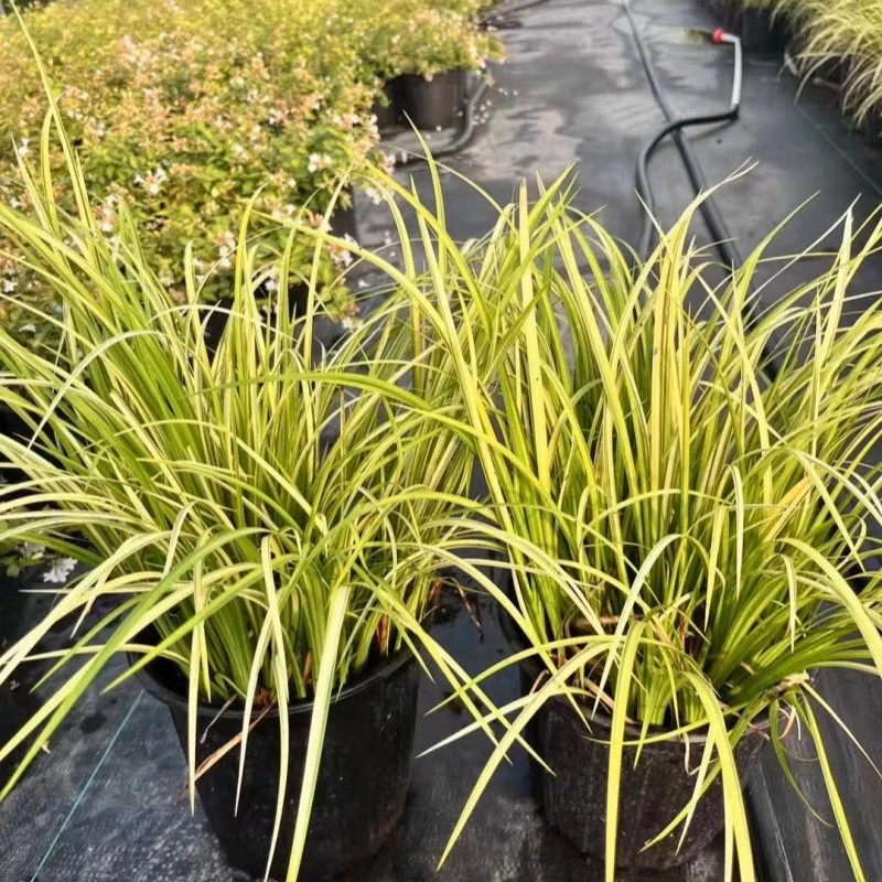 地被花镜植物金叶石菖蒲盆栽植物金叶苔草绿植湿地水栽多年生好养