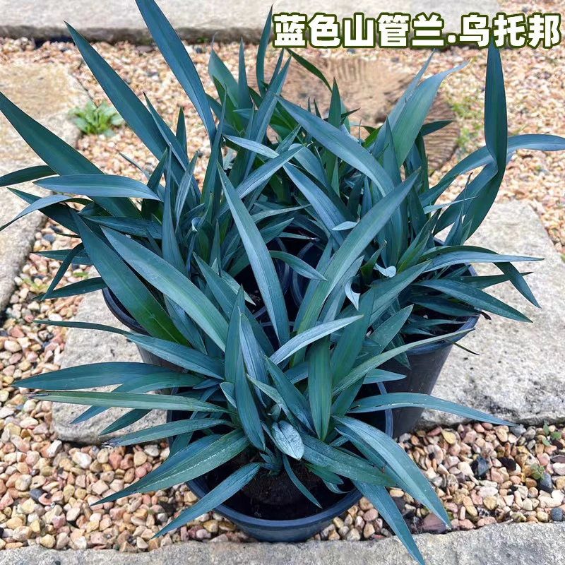 花镜植物山菅兰乌托邦盆栽阳台庭院耐热耐寒观叶植物四季常绿