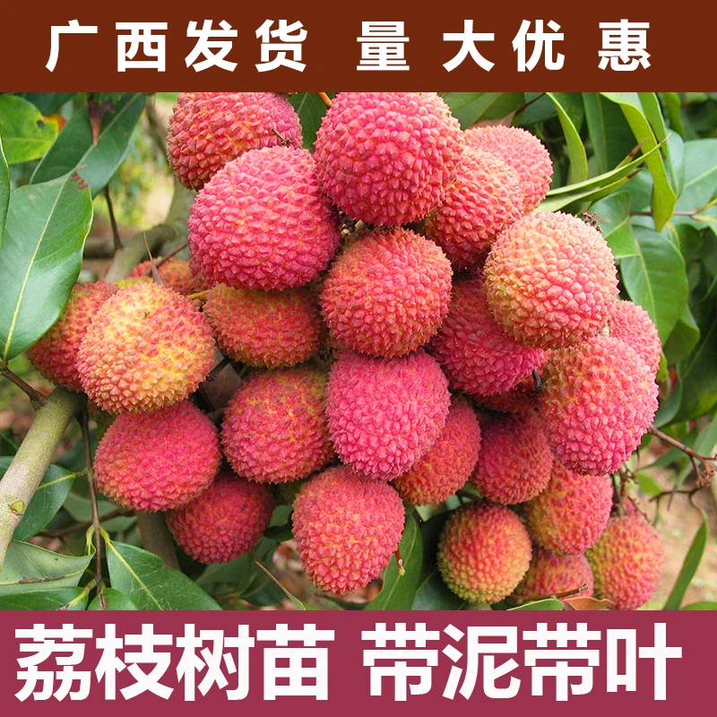 荔枝树苖无核桂味果树妃子笑水果树苗糯米糍果苗大苗庭院南方种植