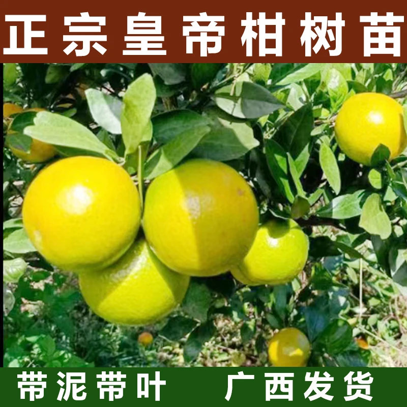 正宗皇帝柑树苗广西柑橘苗果苗贡柑果树苗南方水果桔子苗橘子苗树