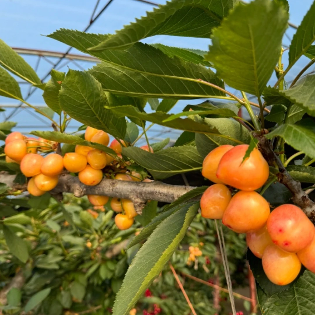 大连黄金果樱桃空运新鲜采摘果园直发J1.8斤2.8斤 内附果径卡