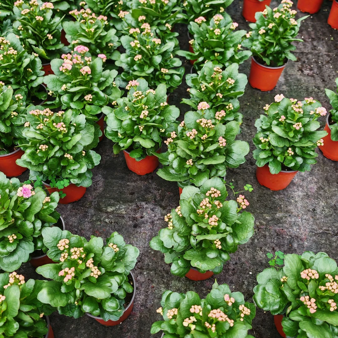 秋香测试品【以直播间展示为准】耐活植物美观大花颗型大