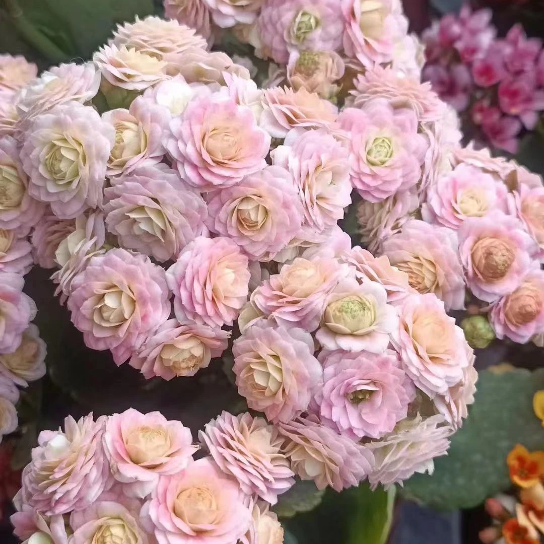 蟠桃【以直播间展示为准】变色系列超大花系列清新淡雅盆栽